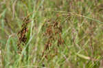 Rufous bulrush